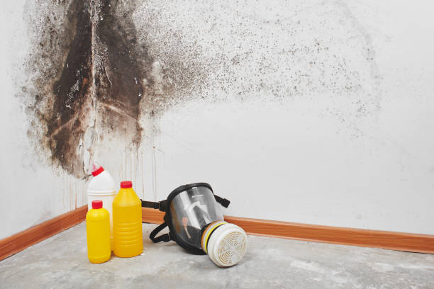 Best Industrial Mold Remediation in Clinton, MI