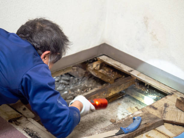Best Attic Mold Remediation in Clinton, MI