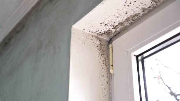  Clinton, MI Mold Removal Pros