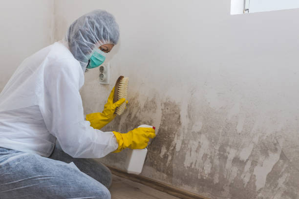 Best Post-Flood Mold Remediation in Clinton, MI