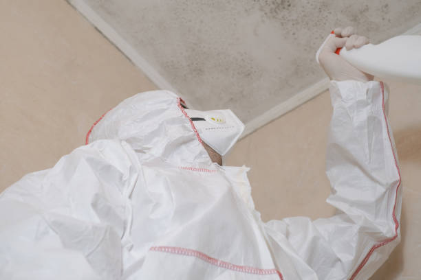 Best Residential Mold Remediation in Clinton, MI
