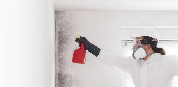  Clinton, MI Mold Removal Pros