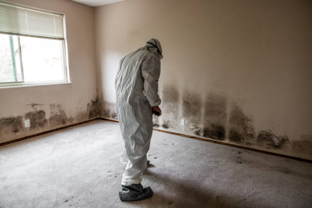 Best Mold Remediation for Specific Building Types in Clinton, MI