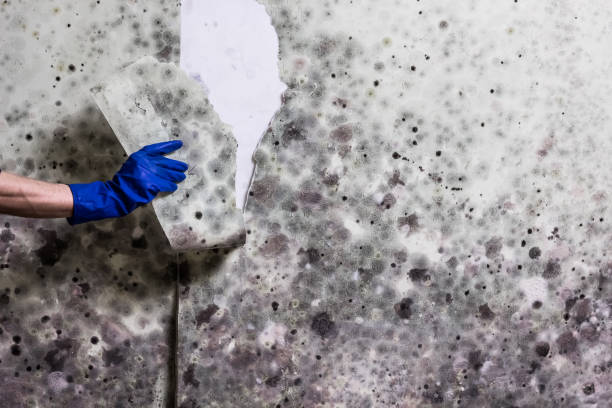 Best Basement Mold Remediation in Clinton, MI