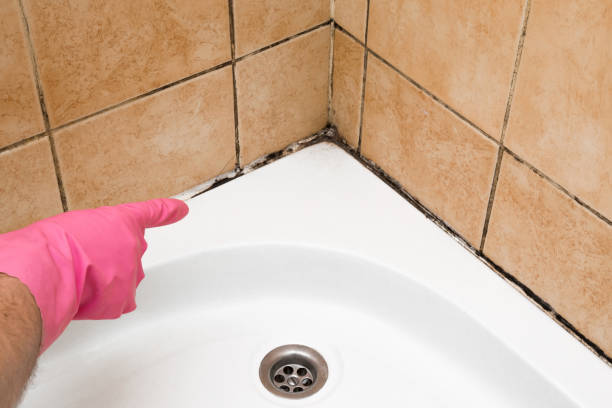 Best White Mold Remediation in Clinton, MI